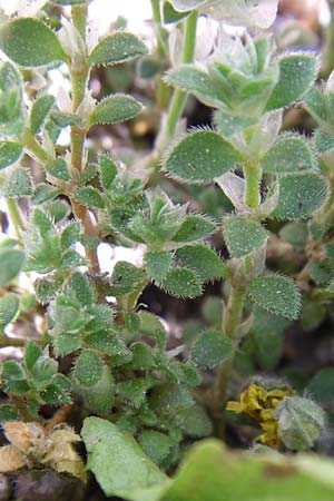 Paronychia kapela subsp. serpyllifolia \ Quendelblttriges Nagelkraut / Silver Nailwort, F Pyrenäen/Pyrenees, Eyne, Museum-Garden 26.6.2008