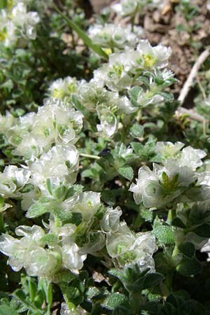 Paronychia kapela subsp. serpyllifolia \ Quendelblttriges Nagelkraut / Silver Nailwort, F Pyrenäen/Pyrenees, Eyne, Museum-Garden 26.6.2008