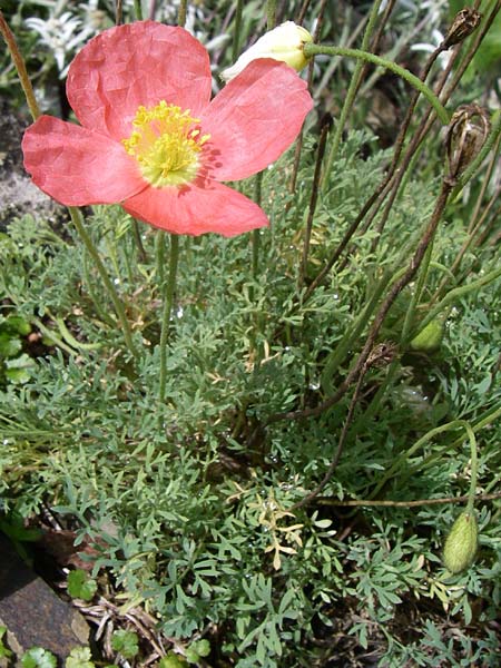 Papaver alpinum \ Nordost-Alpen-Mohn, F Vogesen, Botan. Gar.  Haut Chitelet 5.8.2008