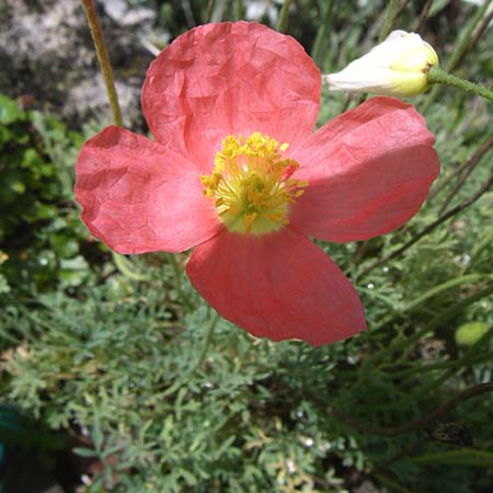 Papaver alpinum \ Nordost-Alpen-Mohn / Alpine Poppy, F Vogesen/Vosges, Botan. Gar.  Haut Chitelet 5.8.2008