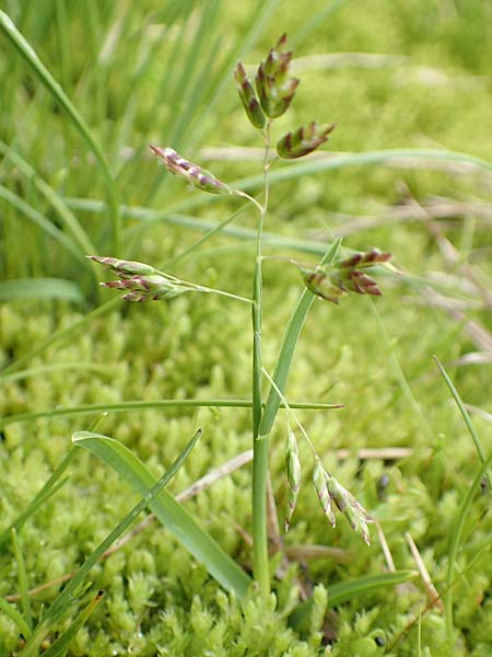 Poa supina \ Niedriges Rispengras, Lger-Rispengras, F Col de la Bonette 8.7.2016