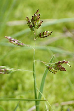 Poa supina \ Niedriges Rispengras, Lger-Rispengras / Supina Blue Grass, F Col de la Bonette 8.7.2016