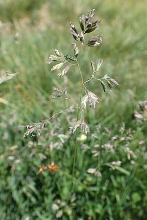 Poa alpina \ Alpen-Rispengras / Alpine Meadow Grass, F Pyrenäen/Pyrenees, Mont Louis 3.8.2018