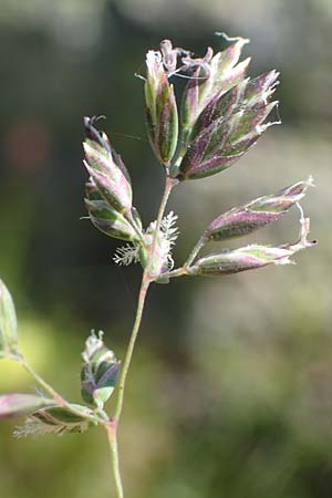 Poa alpina \ Alpen-Rispengras / Alpine Meadow Grass, F Pyrenäen/Pyrenees, Mont Louis 3.8.2018