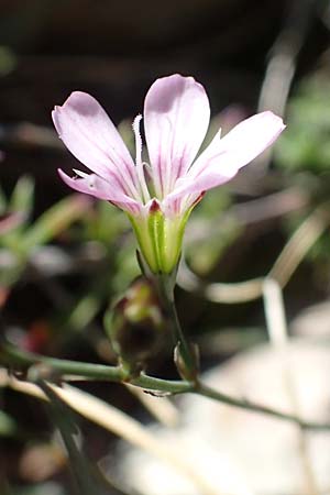 Petrorhagia saxifraga \ Steinbrech-Felsennelke / Tunic Flower, F Col de Vence 7.10.2021