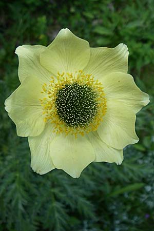 Pulsatilla alpina subsp. apiifolia \ Gelbe Kuhschelle, Schwefel-Anemone, F Pyrenäen, Eyne 25.6.2008