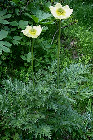 Pulsatilla alpina subsp. apiifolia \ Gelbe Kuhschelle, Schwefel-Anemone, F Pyrenäen, Eyne 25.6.2008