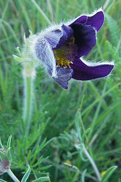 Pulsatilla vulgaris \ Kuhschelle, Khchenschelle / Common Pasque-Flower, F Tarn - Schlucht / Gorge 29.5.2009