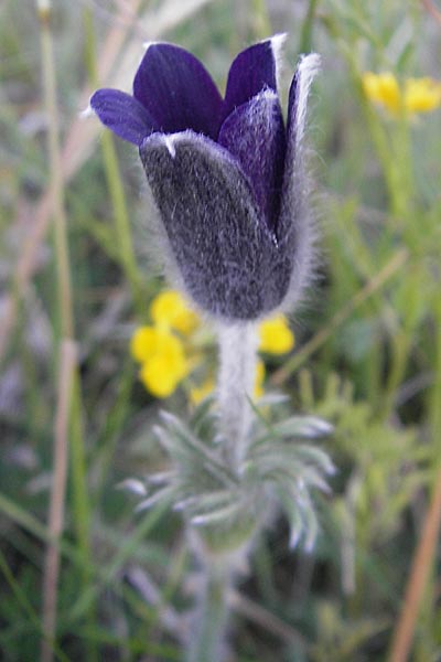 Pulsatilla vulgaris / Common Pasque-Flower, F Tarn - Gorge 29.5.2009