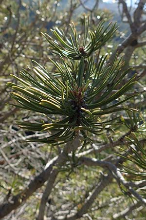 Pinus uncinata \ Haken-Kiefer, Spirke, F Pyrenäen, Puigmal 1.8.2018