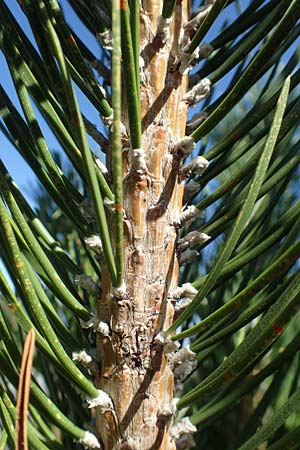 Pinus uncinata \ Haken-Kiefer, Spirke, F Pyrenäen, Puigmal 1.8.2018