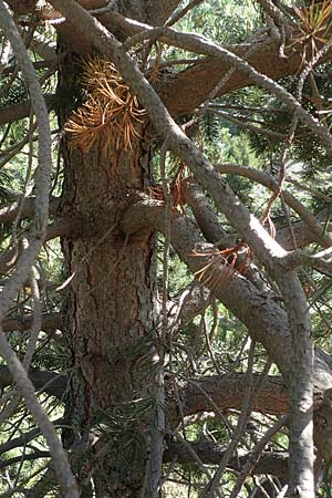 Pinus uncinata \ Haken-Kiefer, Spirke, F Pyrenäen, Puigmal 1.8.2018