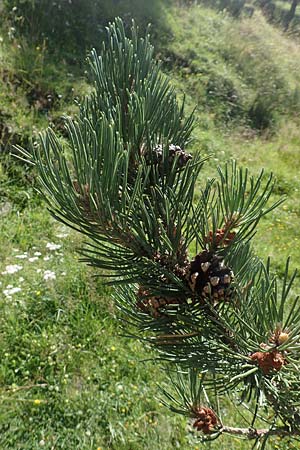 Pinus uncinata \ Haken-Kiefer, Spirke / Dwarf Mountain Pine, F Pyrenäen/Pyrenees, Segre - Schlucht / Gorge 2.8.2018