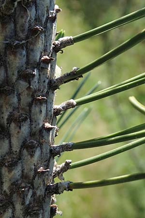 Pinus uncinata \ Haken-Kiefer, Spirke, F Pyrenäen, Segre - Schlucht 2.8.2018