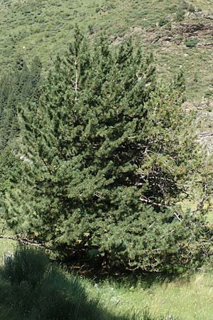 Pinus uncinata \ Haken-Kiefer, Spirke / Dwarf Mountain Pine, F Pyrenäen/Pyrenees, Segre - Schlucht / Gorge 2.8.2018