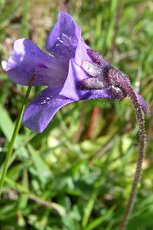 Pinguicula vulgaris \ Gemeines Fettkraut, F Col de Granon 22.6.2008