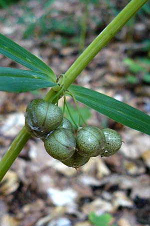 Polygonatum verticillatum / Whorled Solomon's Seal, F Rimbach-pres-Masevaux 6.8.2008