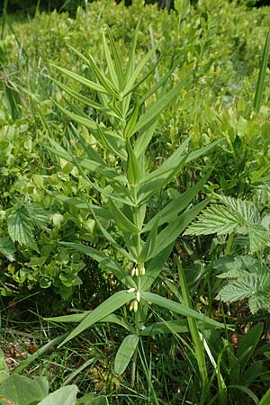 Polygonatum verticillatum \ Quirlblttrige Weiwurz, F Vogesen, Grand Ballon 18.6.2019