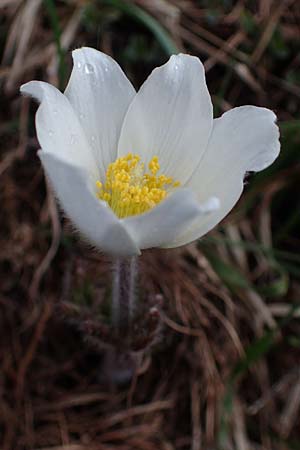 Pulsatilla vernalis \ Frhlings-Kuhschelle, Pelz-Anemone / Spring Pasque-Flower, F Col de Gleize 29.4.2023
