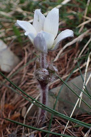 Pulsatilla vernalis \ Frhlings-Kuhschelle, Pelz-Anemone / Spring Pasque-Flower, F Col de Gleize 29.4.2023