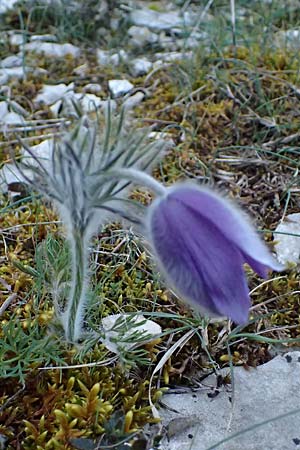 Pulsatilla vulgaris / Common Pasque-Flower, F Dijon 17.3.2024