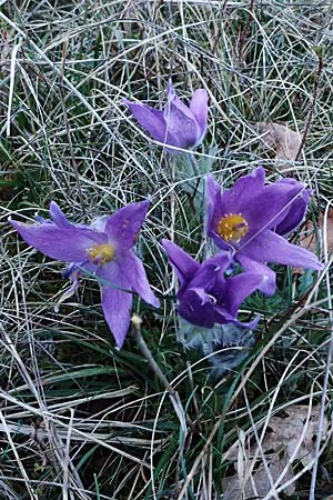 Pulsatilla vulgaris / Common Pasque-Flower, F Dijon 17.3.2024
