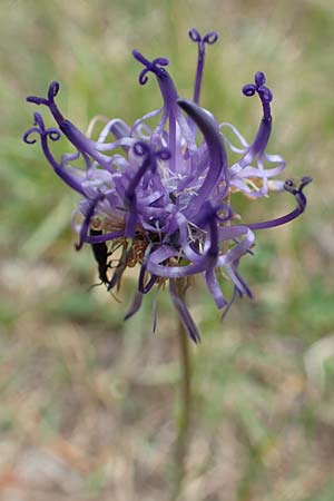 Phyteuma hemisphaericum \ Halbkugelige Teufelskralle / Horned Rampion, F Pyrenäen/Pyrenees, Mont Llaret 31.7.2018