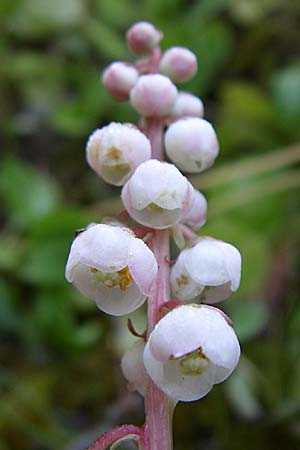 Pyrola minor \ Kleines Wintergrn / Common Wintergreen, F Vogesen/Vosges, Ruine Freundstein 21.6.2008