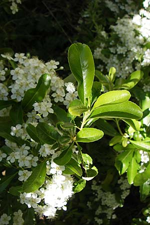 Pyrus spinosa \ Mandelblttrige Birne / Almond-Leaved Pear, F Le Rozier (Tarn) 28.5.2009