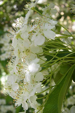 Pyrus spinosa / Almond-Leaved Pear, F Le Rozier (Tarn) 28.5.2009