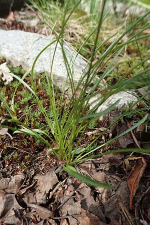 Phyteuma hemisphaericum \ Halbkugelige Teufelskralle, F Pyrenäen, Canigou 24.7.2018