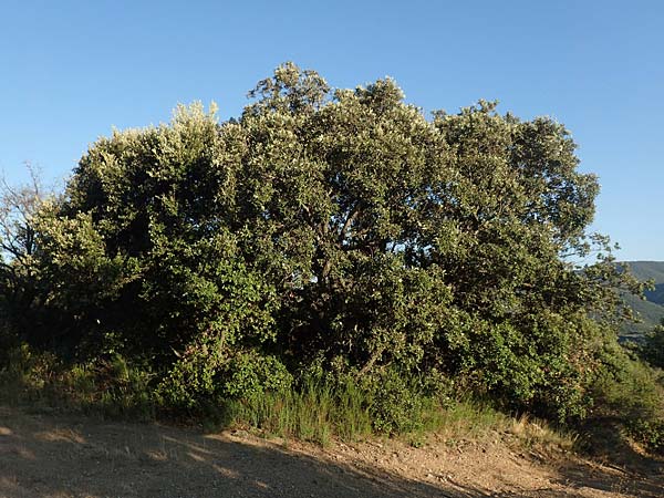 Quercus ilex \ Stein-Eiche, F Pyrenäen, Ansignan 23.7.2018