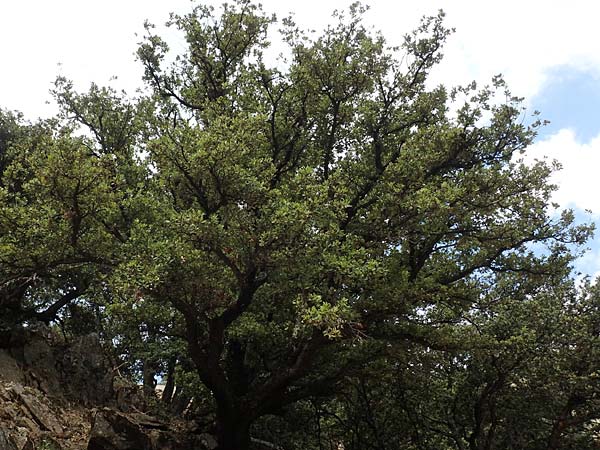 Quercus ilex / Evergreen Oak, F Pyrenees, Saint-Martin du Canigou 25.7.2018
