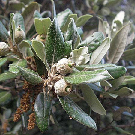 Quercus ilex \ Stein-Eiche, F Pyrenäen, Eus 14.8.2006