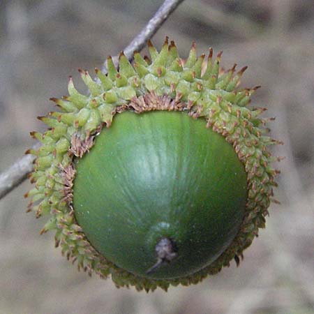 Quercus coccifera \ Kermes-Eiche, Stech-Eiche / Kermes Oak, F Pyrenäen/Pyrenees, Eus 14.8.2006