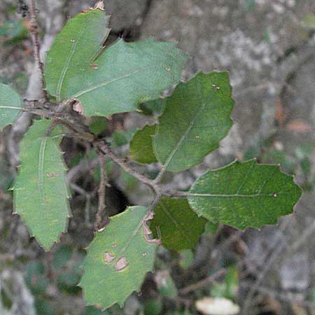 Quercus ilex \ Stein-Eiche, F Pyrenäen, Eus 14.8.2006