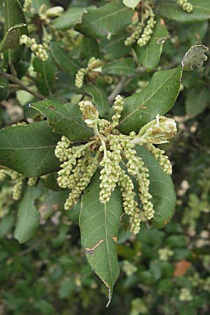 Quercus ilex / Evergreen Oak, F Corbières, Talairan 13.5.2007