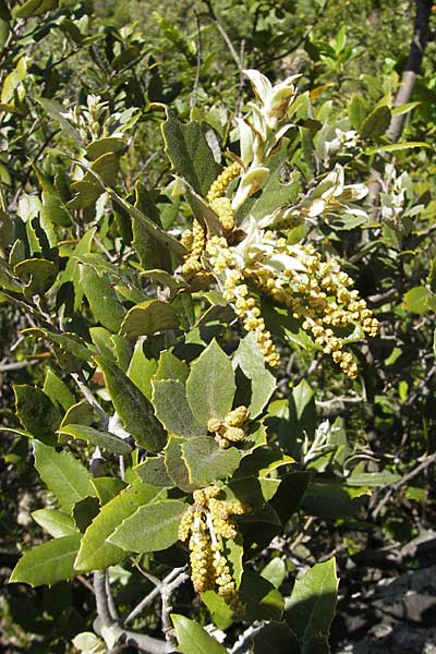 Quercus ilex / Evergreen Oak, F Saint-Guilhem-le-Desert 1.6.2009