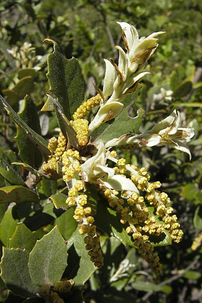 Quercus ilex \ Stein-Eiche, F Saint-Guilhem-le-Desert 1.6.2009