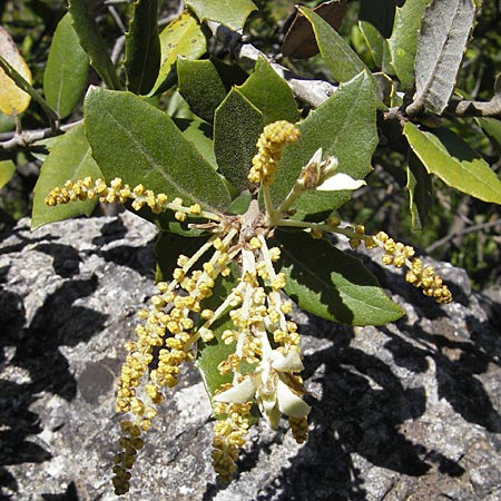 Quercus ilex / Evergreen Oak, F Saint-Guilhem-le-Desert 1.6.2009