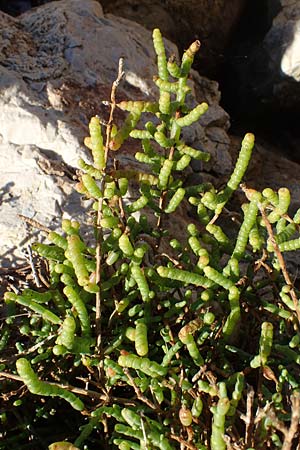 Salicornia europaea \ Europischer Queller, F Martigues 8.10.2021