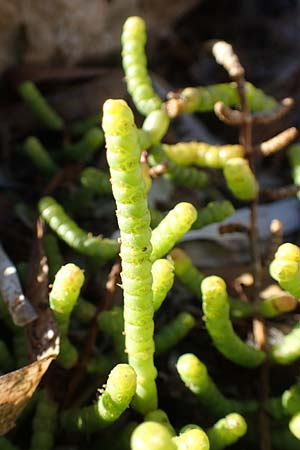 Salicornia europaea \ Europischer Queller / Common Glasswort, F Martigues 8.10.2021