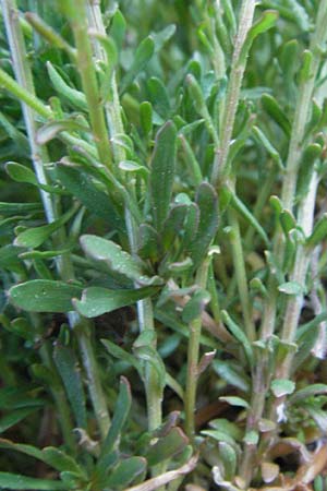 Reseda phyteuma / Corn Mignonette, Rampion Mignonette, F Mont Aigoual 8.6.2006