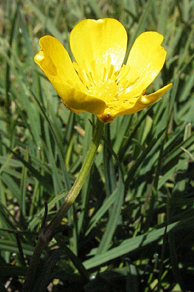 Ranunculus bulbosus \ Knolliger Hahnenfu / Bulbous Buttercup, Andorra Grau Roig 10.8.2006