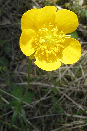 Ranunculus lanuginosus \ Wolliger Hahnenfu, F Castellane 12.5.2007