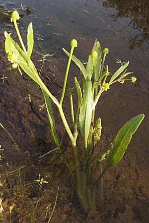 Ranunculus sceleratus \ Gift-Hahnenfu / Celery-Leaved Buttercup, F Maures, Bois de Rouquan 12.5.2007