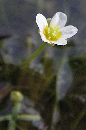 Ranunculus trichophyllus ? \ Haarblttriger Wasser-Hahnenfu, F Maures, Bois de Rouquan 12.5.2007