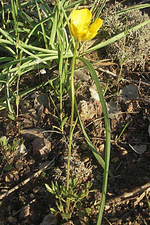 Ranunculus paludosus \ Kerbel-Hahnenfu, Tmpel-Hahnenfu, F Maures, Bois de Rouquan 12.5.2007
