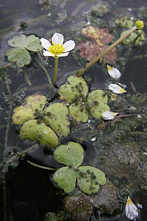 Ranunculus peltatus ? \ Schild-Wasser-Hahnenfu / Pond Water Crowfoot, F Mauguio 13.5.2007