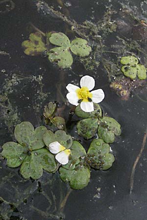 Ranunculus peltatus ? / Pond Water Crowfoot, F Mauguio 13.5.2007